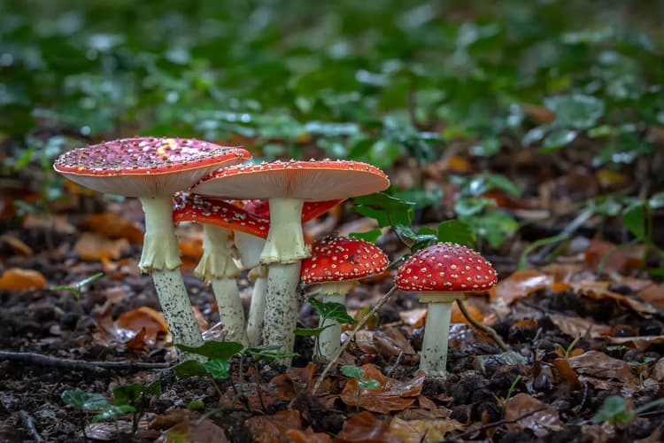 Vliegenzwammen in het Bos