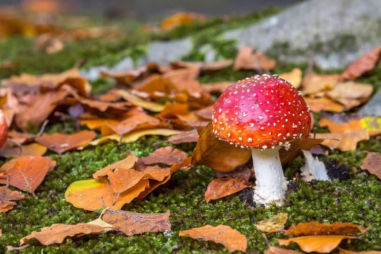 Vibrant Rode Paddenstoel