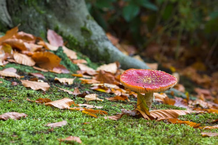 Vibrante Paddenstoel