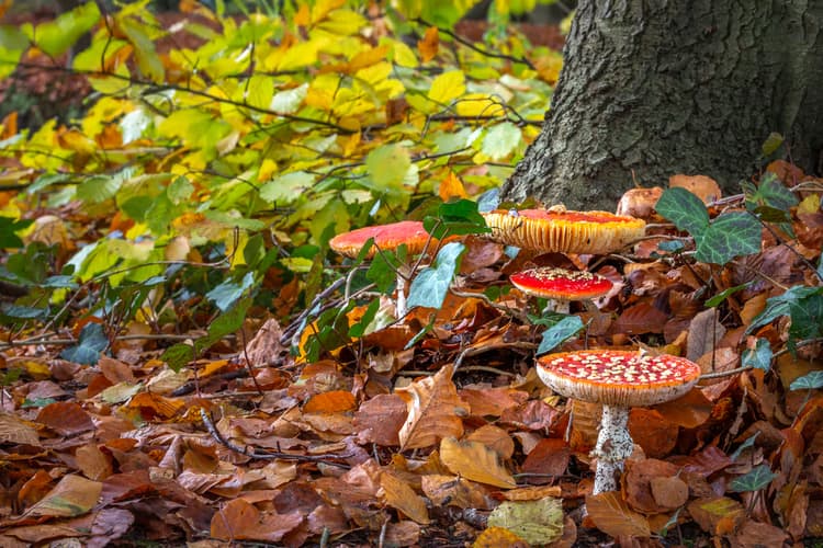 Kleurrijke Paddenstoelen