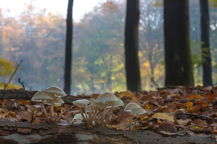 Paddenstoelen in het Bos