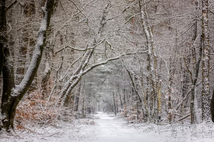 Sneeuwige Boswandeling