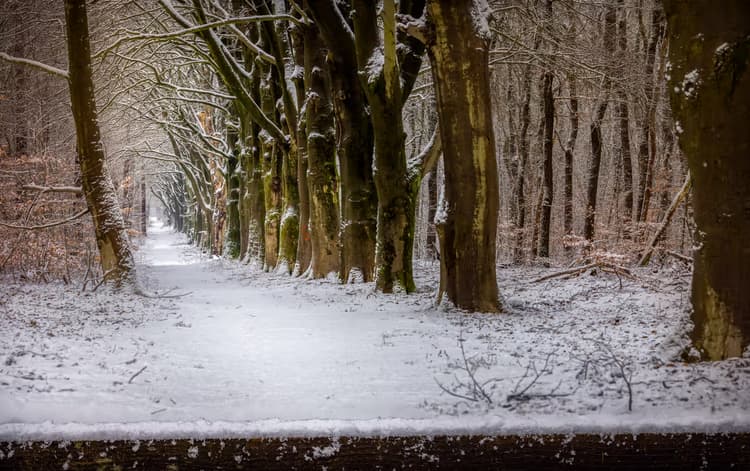 Sneeuwige Bosweg