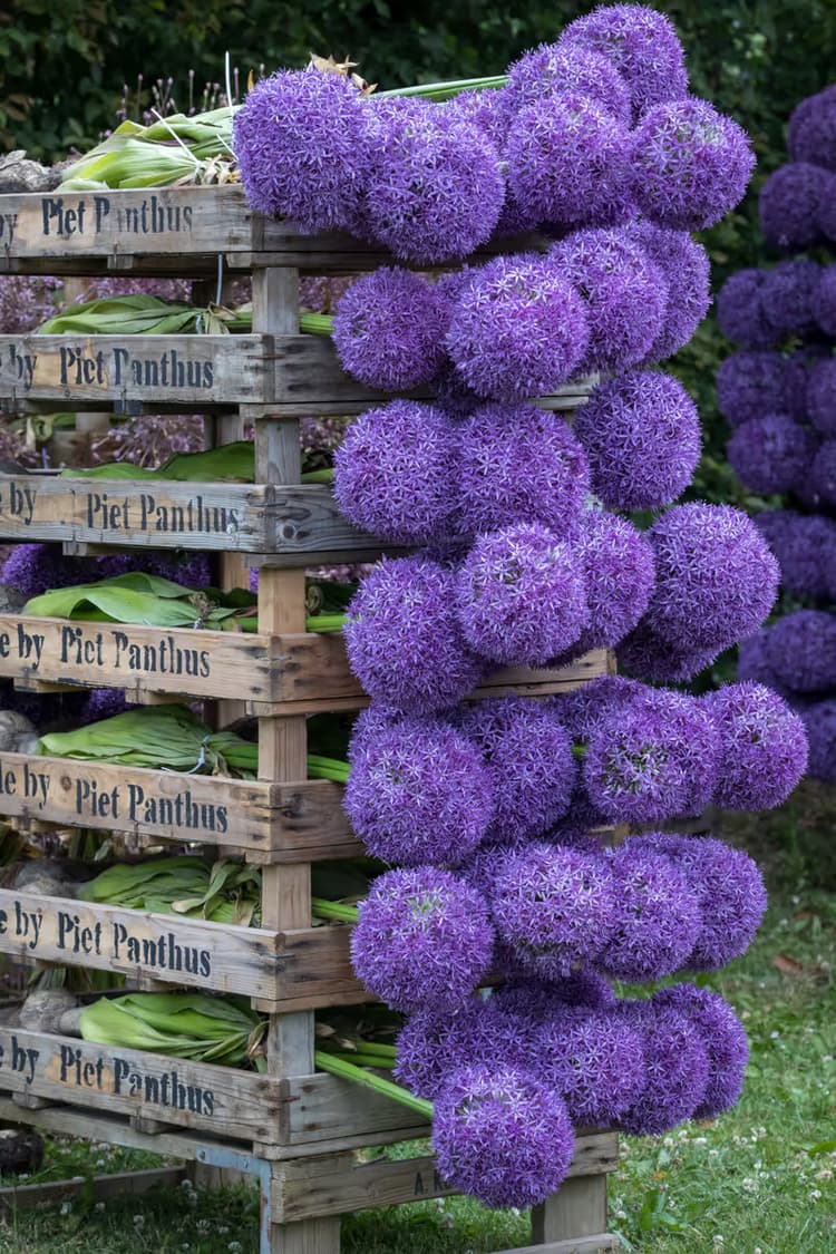 Paarse Bloemenstapel