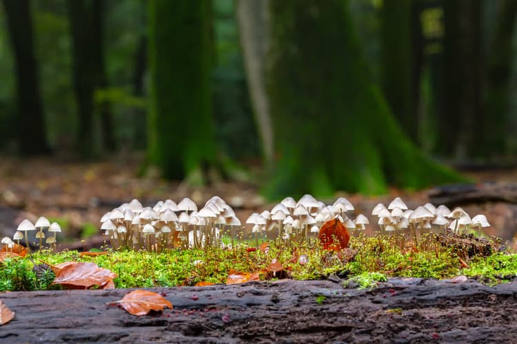 Mushroom Wonderland