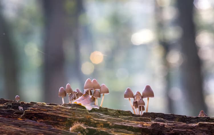 Mysterieuze Paddenstoelen