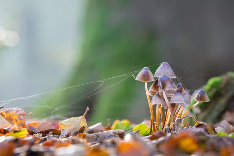 Paddenstoelen in het Bos