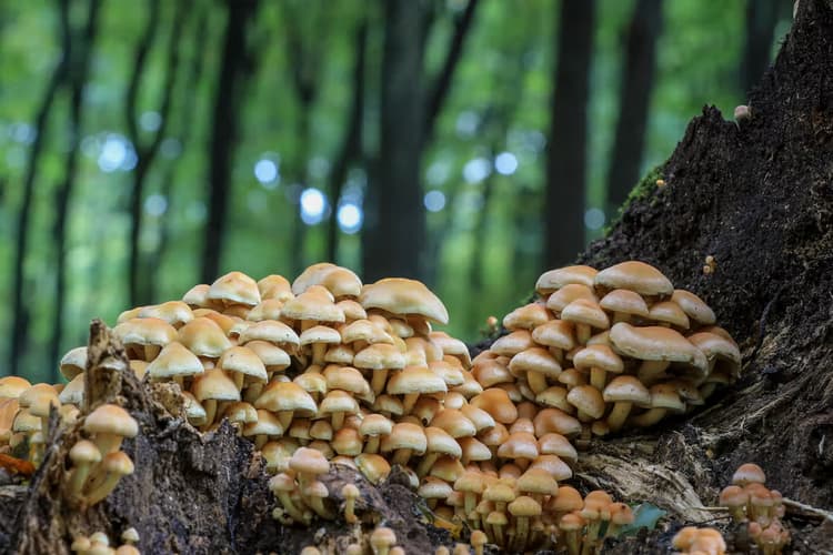 Paddenstoelen in het Bos