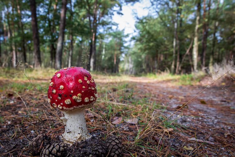 Vrolijke Paddenstoel