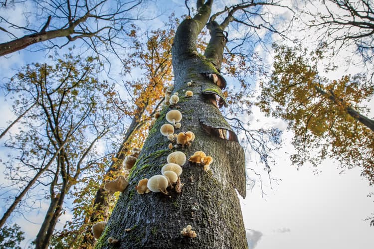 Paddenstoelen op Boom