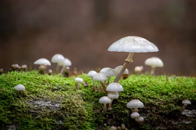 Magische Paddenstoelen