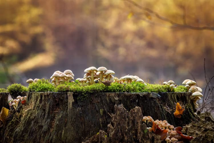 Paddenstoelen op Stronk