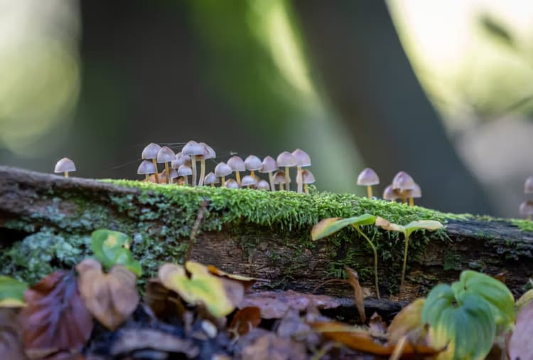 Paddenstoelen op hout
