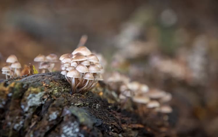 Paddenstoelen op hout