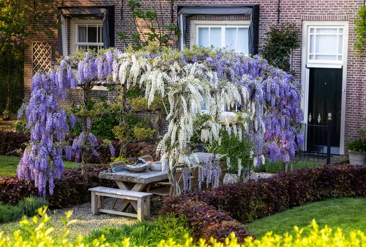 Prachtige Wisteria Tuin
