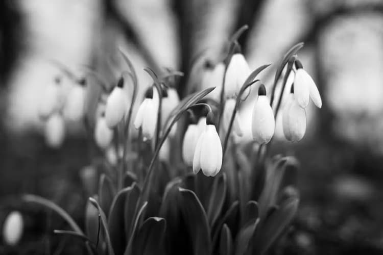 Sneeuwklokjes in Zwart-Wit