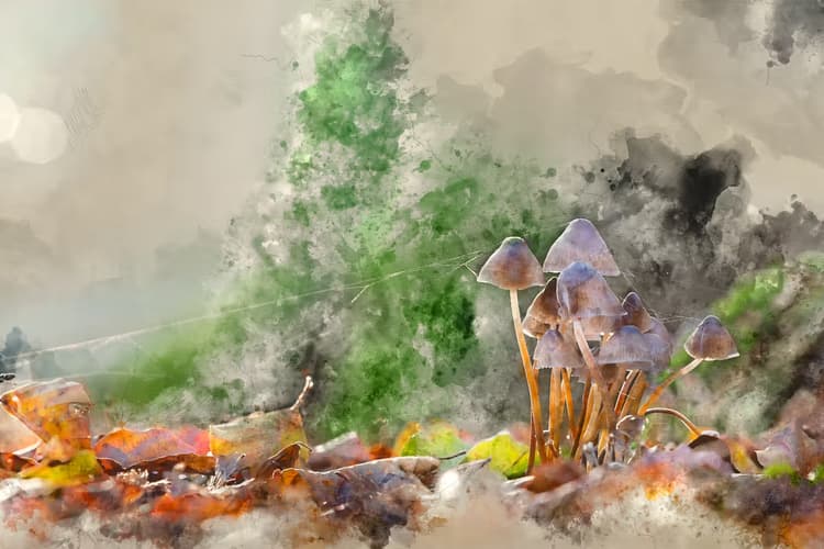 Paddenstoelen in het Bos