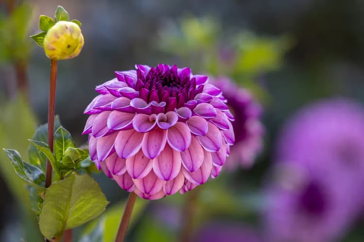Paarse Dahlia Bloem