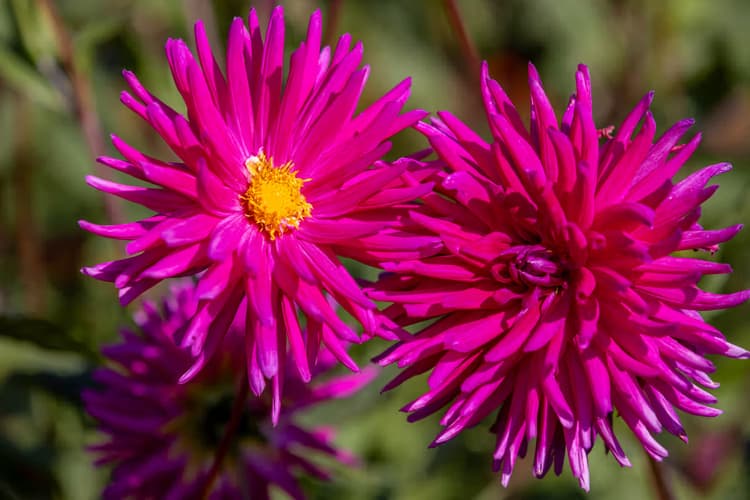 Prachtige paarse bloemen