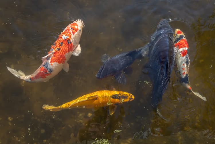 Koi in het water