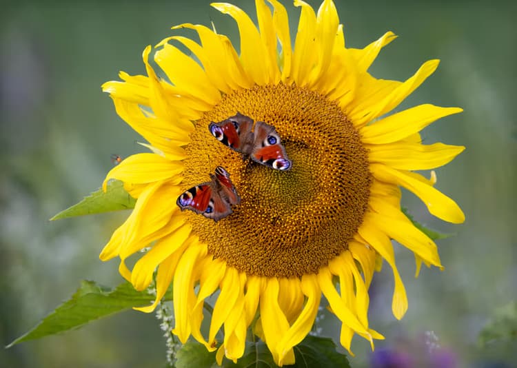 Zonnebloem met vlinders