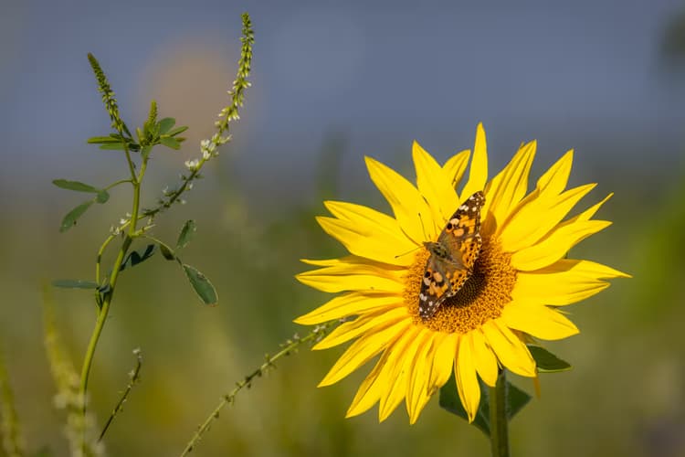Zonnebloem met Vlinder