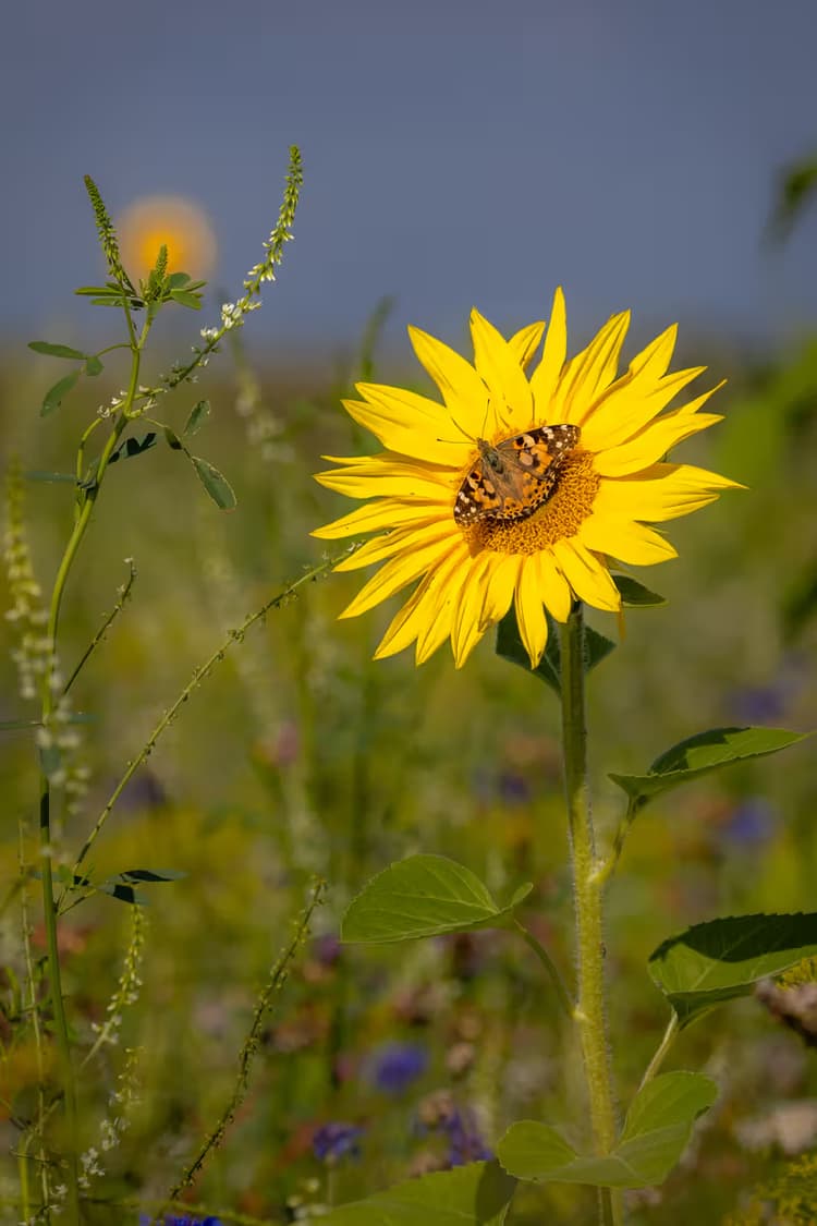 Zonnebloem met Vlinder