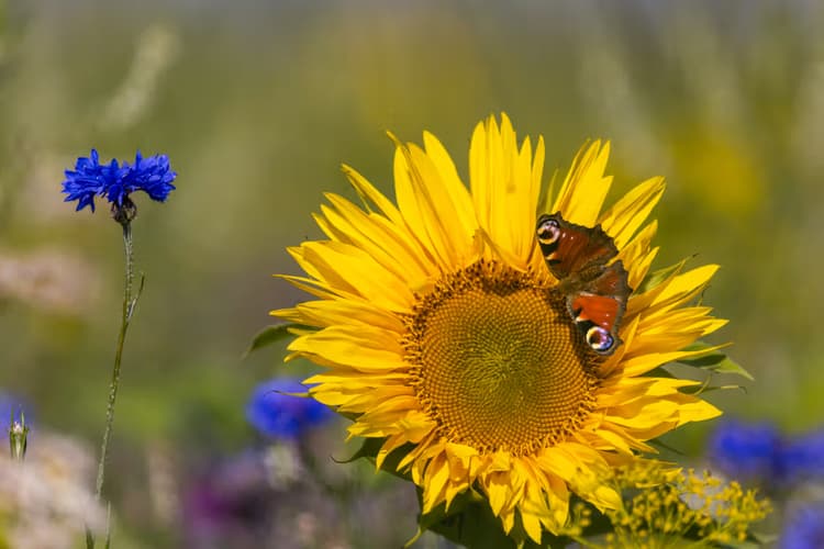 Zonnebloem met Vlinder