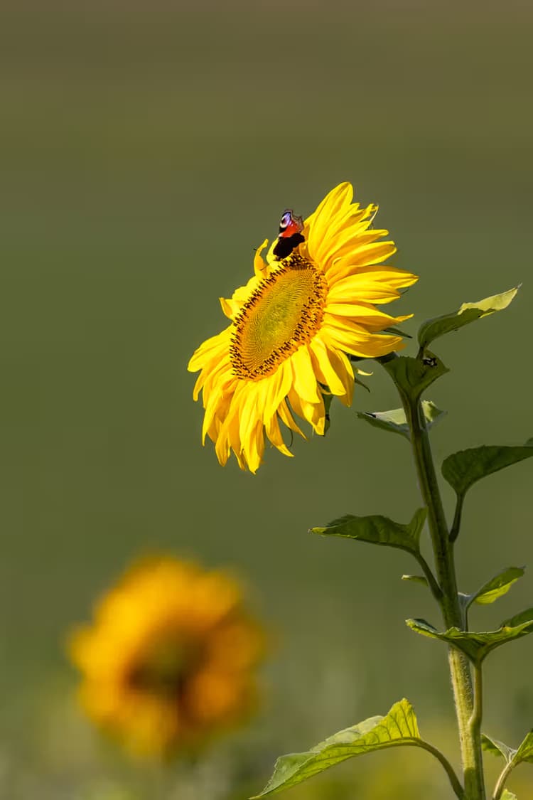 Zonnebloem met Vlinder