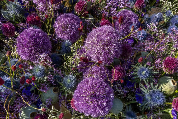 Paarse Bloemenpracht