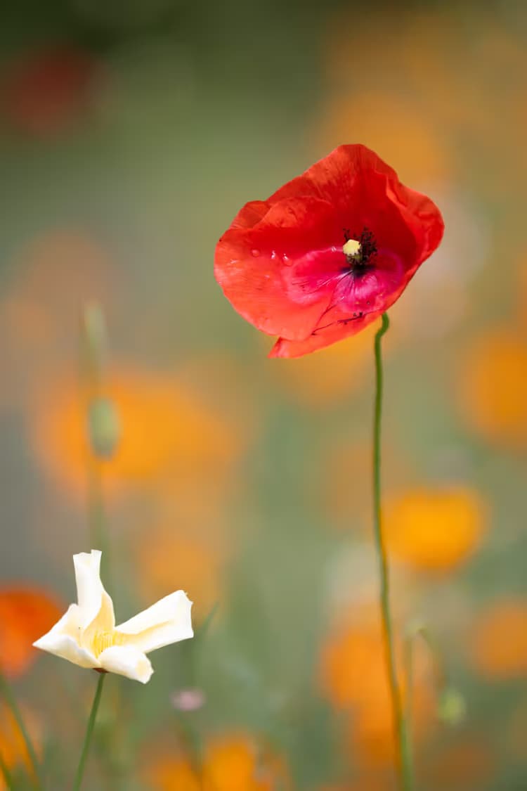 Kleurrijke Bloemenpracht