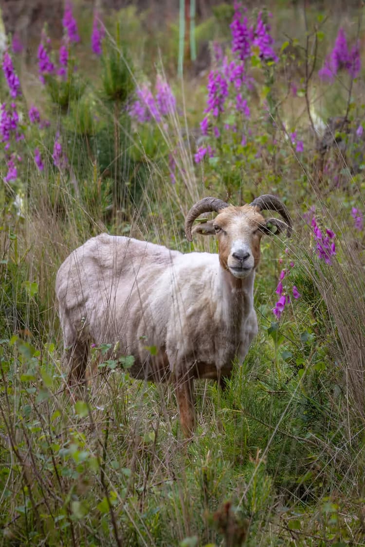 Schapen in Bloemenveld