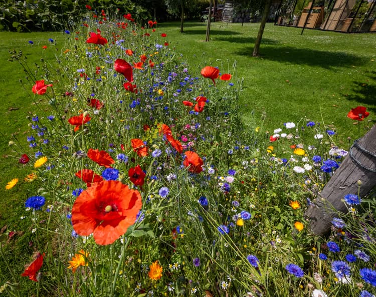 Kleurrijke Bloemenweide