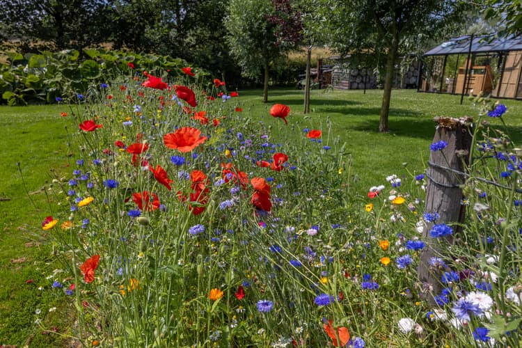 Kleurrijke Bloemenweide