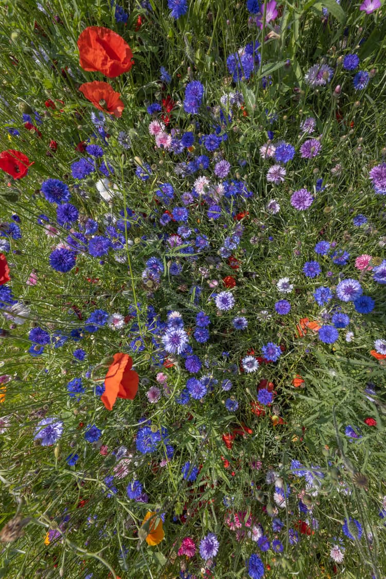 Kleurrijke Bloemenweide