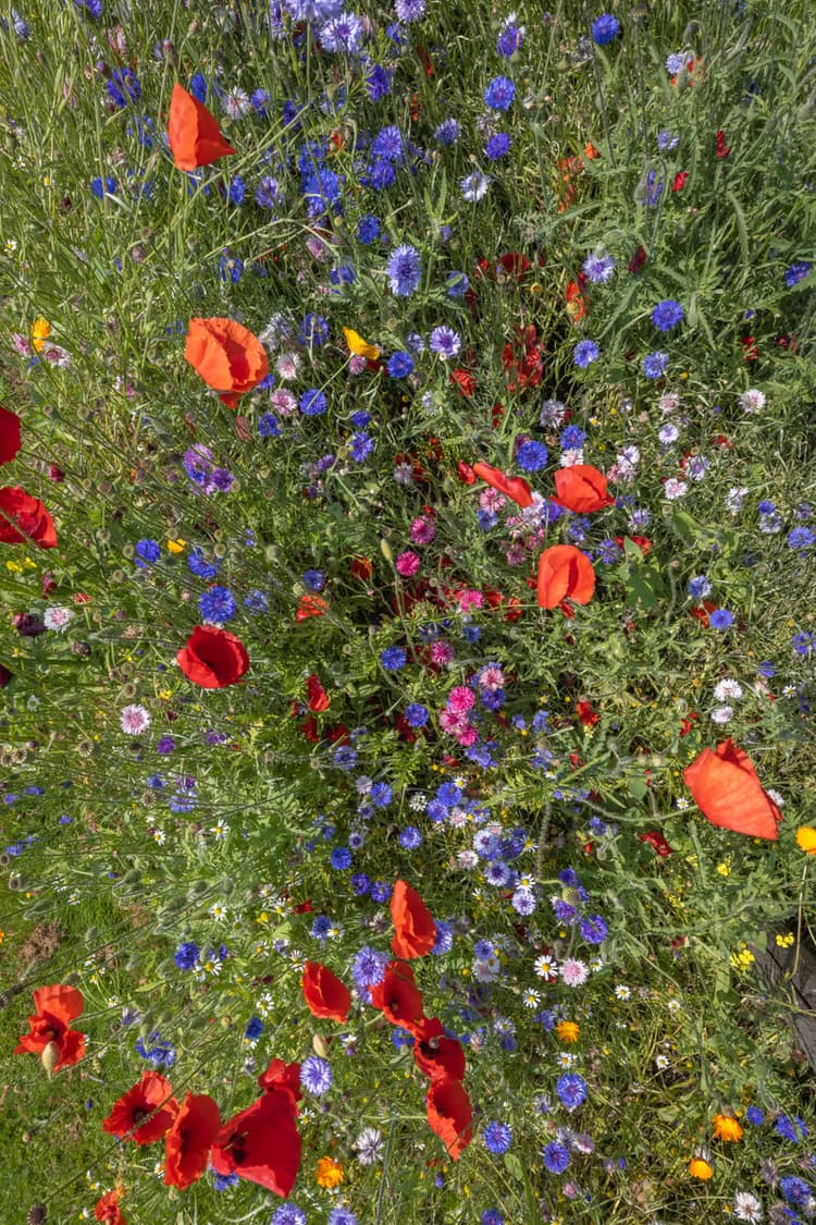 Kleurrijke Bloemenweide