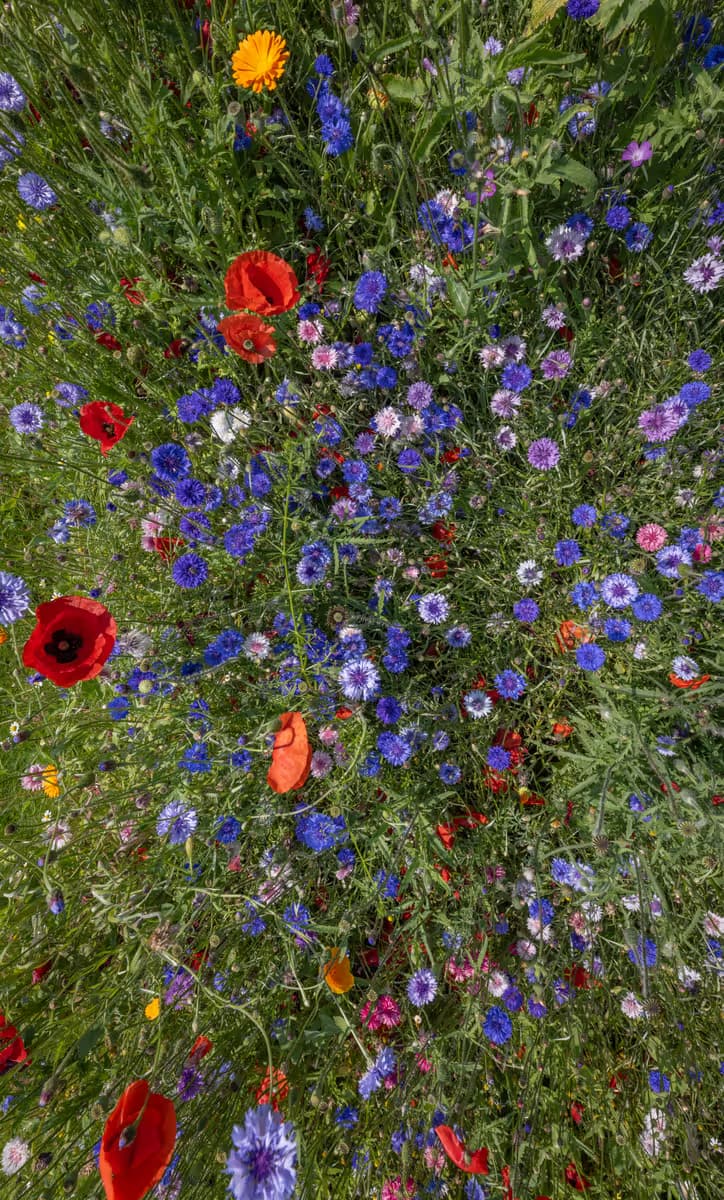 Kleurrijke Bloemenweide