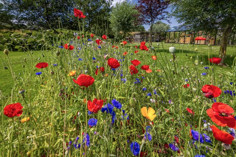 Kleurrijke Bloemenweide
