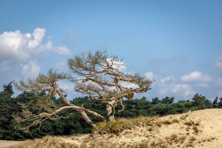 Eenzaam Boomlandschap