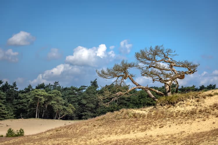 Kruin van de Duinen