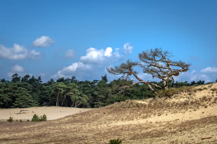 Dorre Boom in Duinen