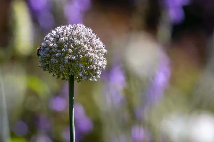 Bloeiende Allium