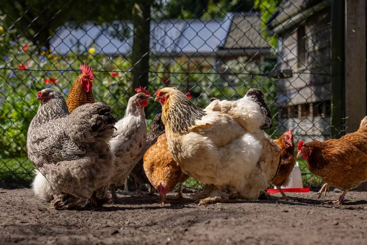 Kippen in de tuin