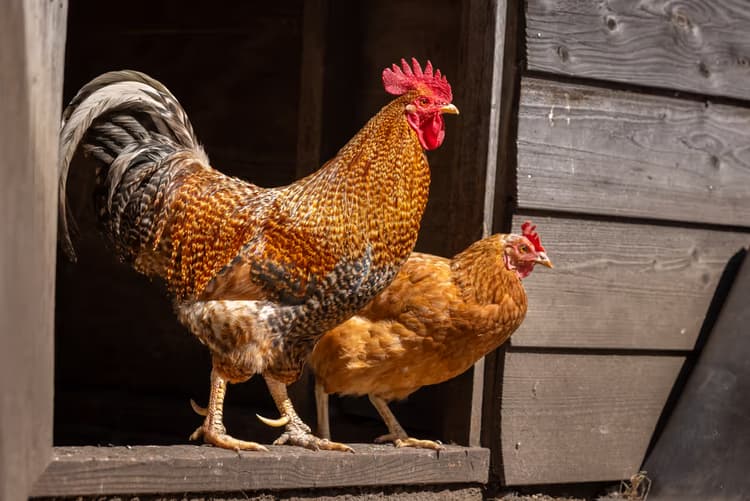 Kippen op de boerderij
