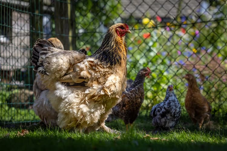 Kippen in de tuin