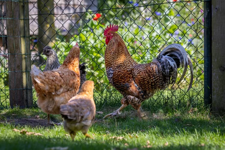 Kippen in de tuin