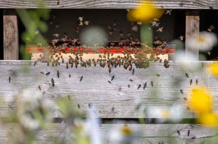 Drukte bij de bijenkorf