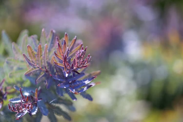 Kleurrijke Plantenclose-up