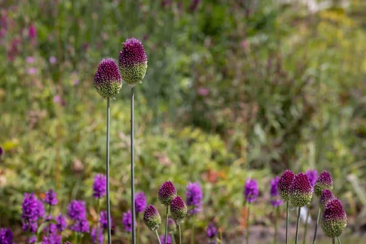 Kleurrijke Bloemenweide