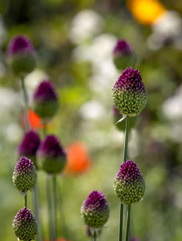 Kleurige Bloembollen